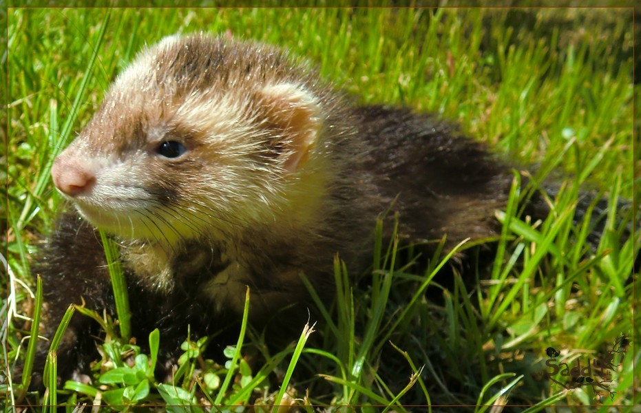 Giandomenico .Saddy.